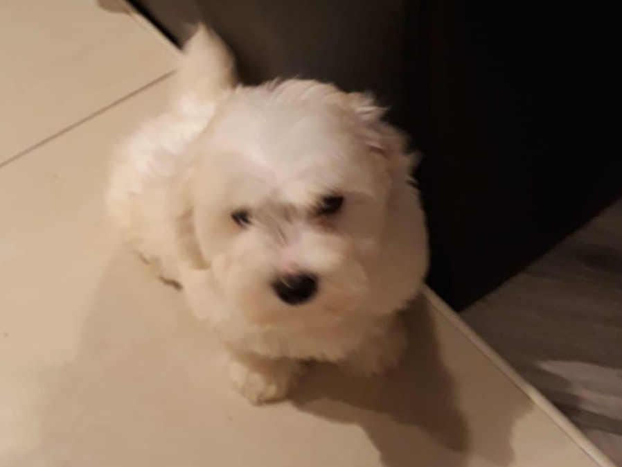 Maltese Pup with a Maltese Dad and Bichon Frise Mother for sale 4